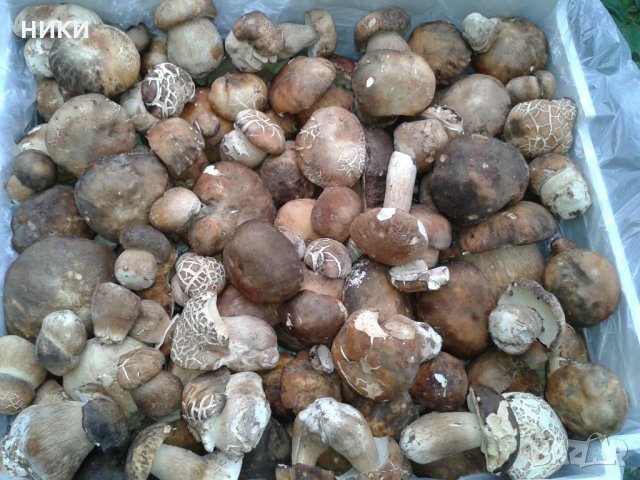 манатарка, снимка 3 - Домашни продукти - 21882450