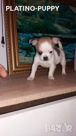 Чихуахуа в наличност, снимка 5 - Чихуахуа - 24389414