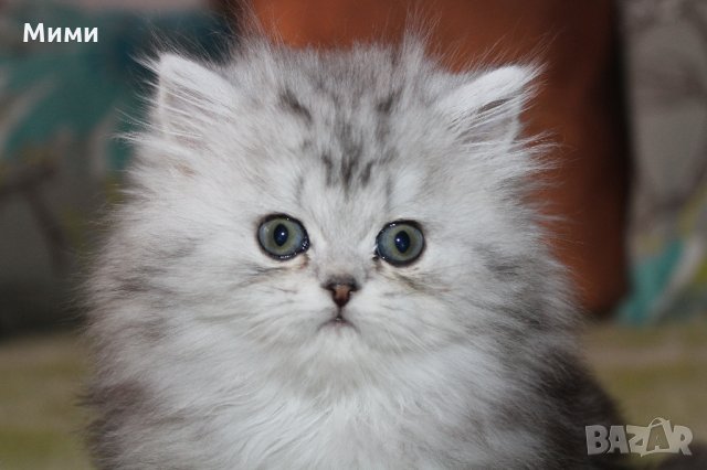 Сребърна чинчила  /  Persian cat, снимка 4 - Персийска - 18951274