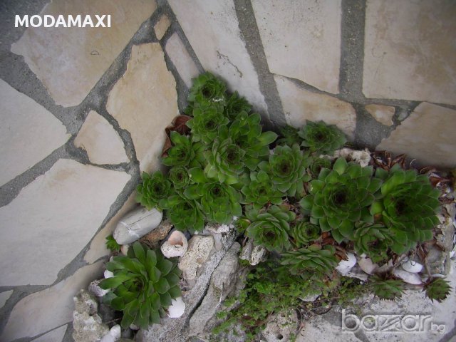 Алпийска роза (sedum Sempervivum)  , снимка 15 - Градински цветя и растения - 8358949