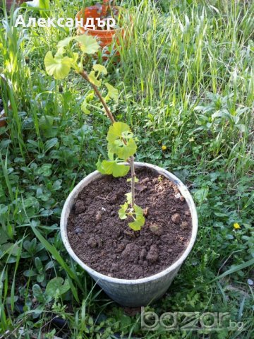 Гинко билоба, снимка 4 - Градински цветя и растения - 18416124