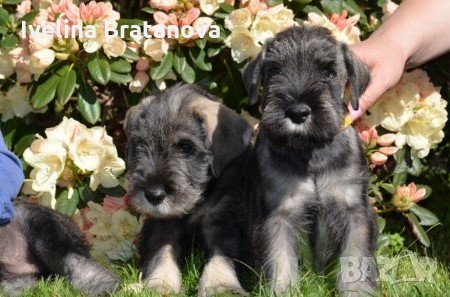 Шнауцер • Обяви за породисти кучета на Топ цени — Bazar.bg