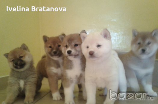 Шиба ину с родословие , снимка 2 - Шиба ину - 12445865