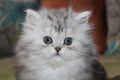 Сребърна чинчила  /  Persian cat, снимка 4