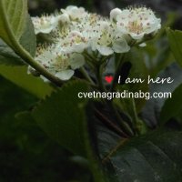 Арония, снимка 2 - Градински цветя и растения - 14394806