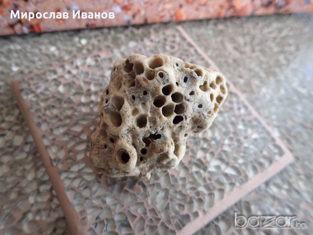 екзотични корали / различни видове/, снимка 3 - Рибки - 18675290