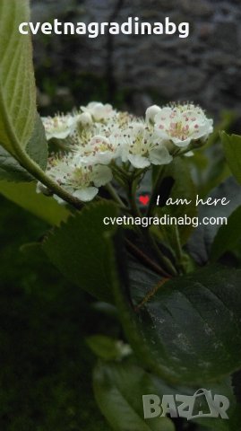 Арония, снимка 2 - Градински цветя и растения - 14394806