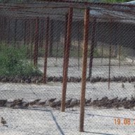 Ферма за производство на яребици и фазани, снимка 4 - Други стоки за животни - 8029885