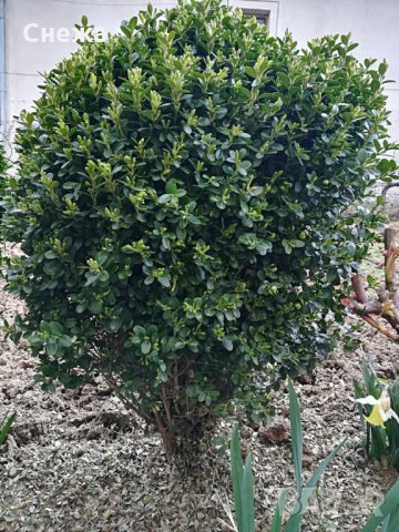 Продавам чемшири, божур, нарциси, зюмбюли. , снимка 5 - Градински цветя и растения - 24952226