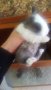 Бебета мини зайче Холандско джудже, Лъвска глава, снимка 3