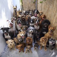 Обучение на всички породи кучета, снимка 1 - Търси партньор - 7083822