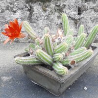 Кактуси, снимка 3 - Стайни растения - 23419974
