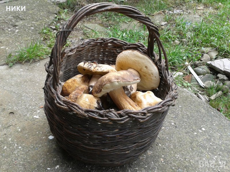 манатарка, снимка 1