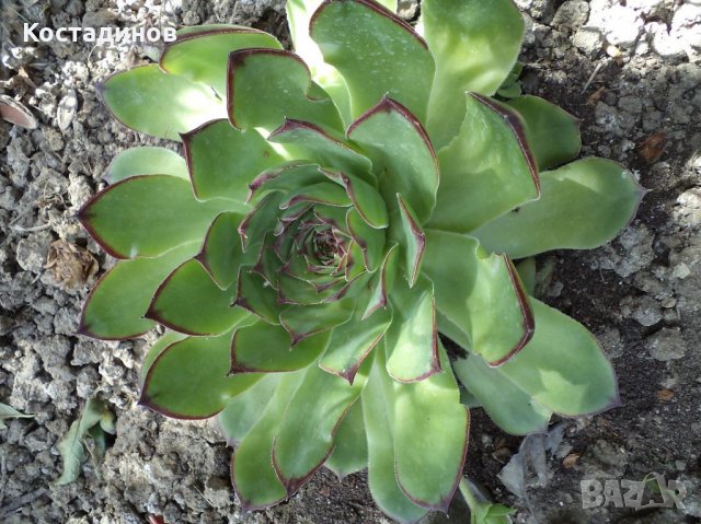 Дебелец / Алпийска роза, снимка 4 - Градински цветя и растения - 22492253