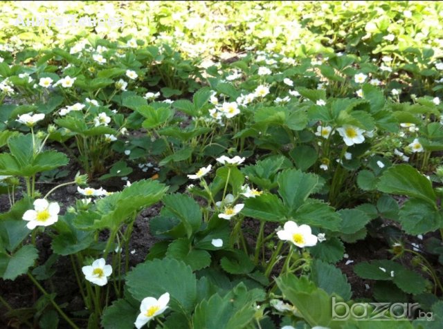 Целогодишни ягоди, снимка 6 - Градински цветя и растения - 17809992