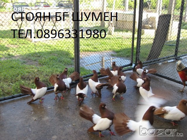 ПРОДАВАМ ОГЛЕДАЛНИ РОЛЕРИ, снимка 4 - Гълъби - 18811421