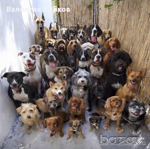 Обучение на всички породи кучета