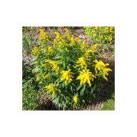 Канадска златна пръчица-ароматна и лечебна билка, медоносно растение, снимка 2 - Градински цветя и растения - 18377307