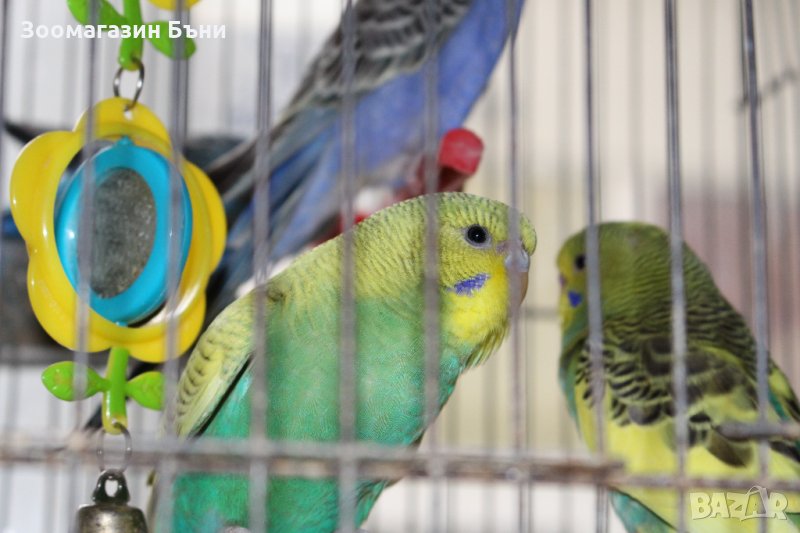 Вълнисти папагали и канарчета, снимка 1