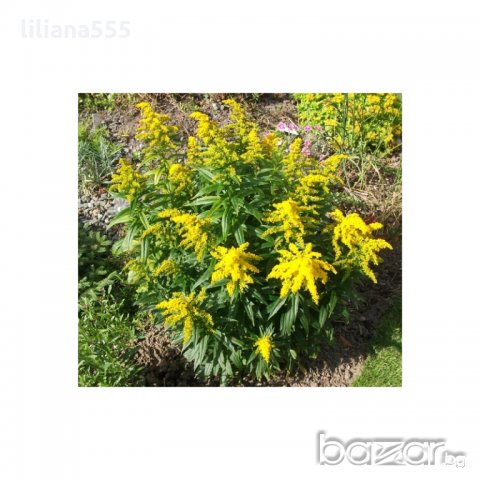 Канадска златна пръчица-ароматна и лечебна билка, медоносно растение, снимка 2 - Градински цветя и растения - 18377307
