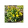 Канадска златна пръчица-ароматна и лечебна билка, медоносно растение, снимка 2