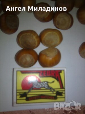 Лешник,лешници, леска-римски, бадемовиден, снимка 2 - Сортови семена и луковици - 24586233