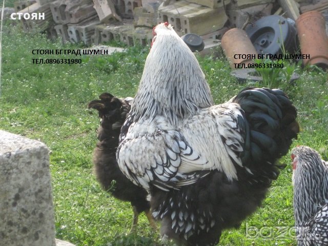 ПРОДАВАМ ЯЙЦА ЗА ЛЮПЕНЕ И ПИЛЕТА ОТ ЕЛИТЕН ГОЛЯМ ВИАНДОТ, снимка 5 - Кокошки и пуйки - 21142524