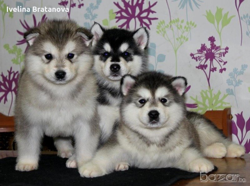 Аляски маламут, снимка 1