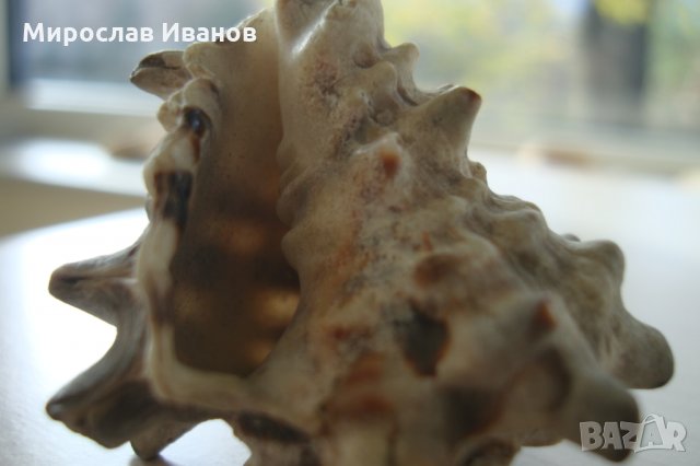 раковина от остров Мадагаскар, снимка 10 - Декорация за дома - 22883440