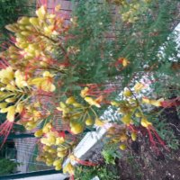 Цезалпиния, снимка 7 - Градински цветя и растения - 26153946