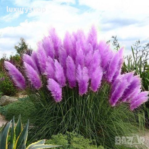 Pack семена Трева Cortaderia пера, папратова трева, папур, снимка 3 - Градински цветя и растения - 24818948