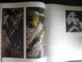 Книга "L,AUSTRALIE ET LES ILES DU SUD - ALLEN KEAST" - 300 стр., снимка 4