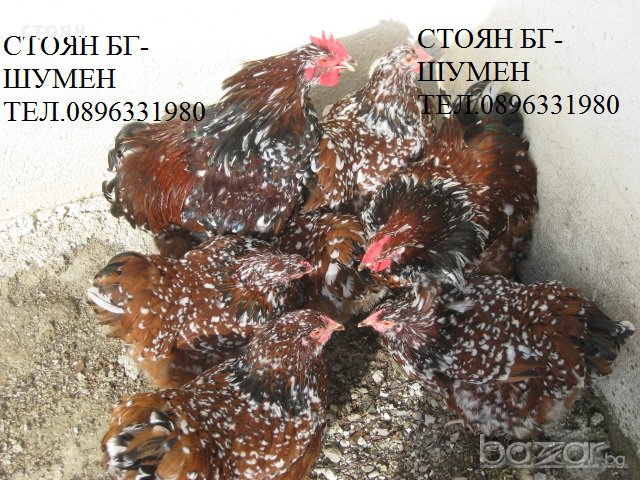 ПРОДАВАМ ЯЙЦА ЗА ЛЮПЕНЕ И ПИЛЕТА ОТ ЕЛИТЕН ПОРЦЕЛАНОВ ОРПИНГТОН, снимка 3 - Кокошки и пуйки - 12909421