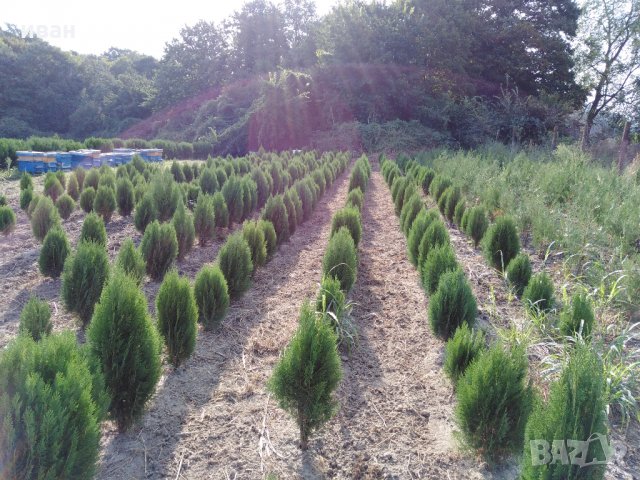 Източна туя Пролетна промоция