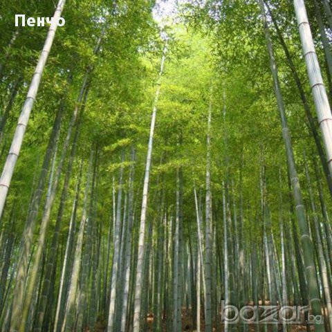 Семена от бамбук Moso-Bamboo Seeds Garden Plants 15 лв. за 100 броя семена, снимка 9 - Сортови семена и луковици - 14014925