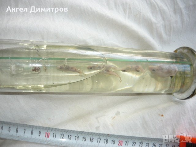  Соц. препарирани жаби във вода , снимка 9 - Антикварни и старинни предмети - 21880947