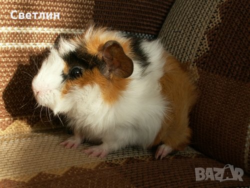 Продавам морско свинче