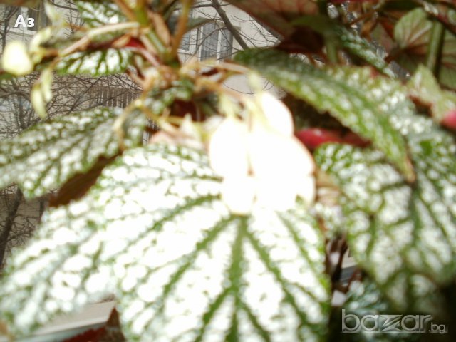 продавам цветя Бегонии Тамая - височина 40 см (мерено без саксията), снимка 15 - Стайни растения - 17533507