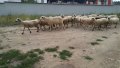 Овце и кочове, снимка 4