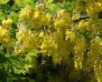 Вистерия (червена и Жълта), снимка 1 - Градински цветя и растения - 10505436