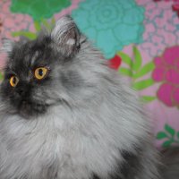 Сребърна чинчила  /  Persian cat, снимка 9 - Персийска - 18951274