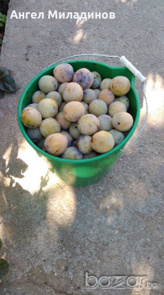 Едроплодна Слива Бельовица, снимка 1