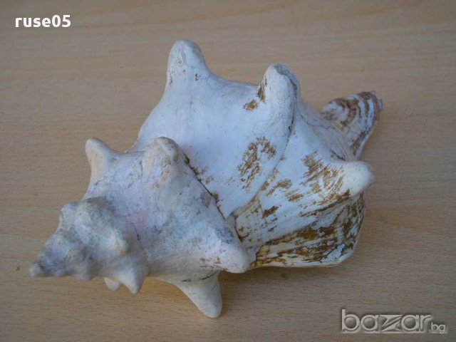 Раковина - 4