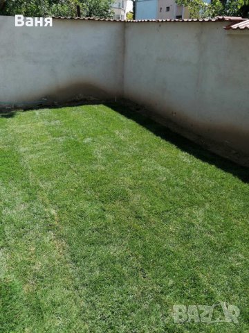 Тревен чим, снимка 3 - Градински цветя и растения - 16143388