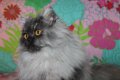 Сребърна чинчила  /  Persian cat, снимка 9
