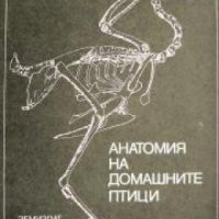 Анатомия на домашните птици , снимка 1 - Други - 20887967
