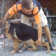 Развъдник за Немско Овчарско Куче, снимка 8 - Немска овчарка - 6908475