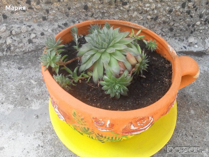 Алпийска роза/не измръзва през зимата, снимка 1