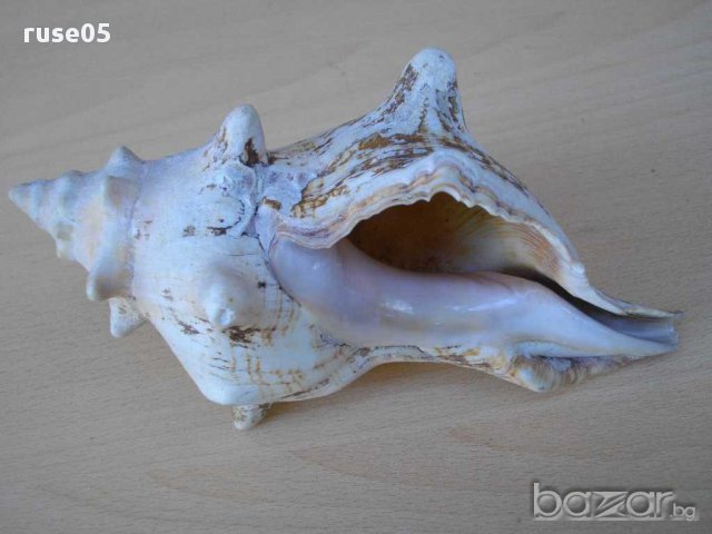 Раковина - 4, снимка 4 - Други ценни предмети - 14605123