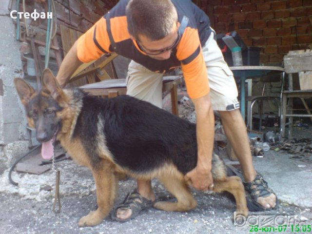 Развъдник за Немско Овчарско Куче, снимка 12 - Немска овчарка - 10008960